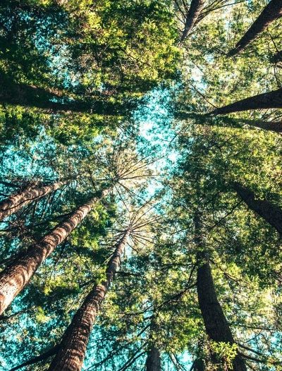 Deep Roots, Lasting Growth